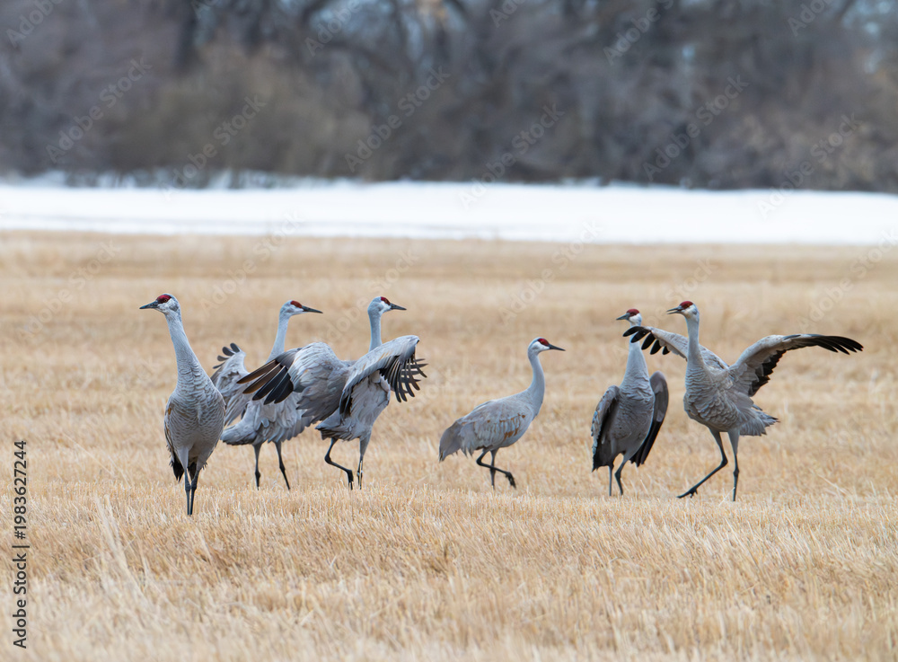 Obraz premium Sandhill cranes in a field