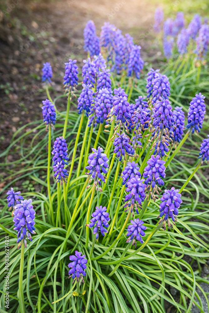 Fototapeta premium Muscari en gros plan, fleurs violettes au printemps