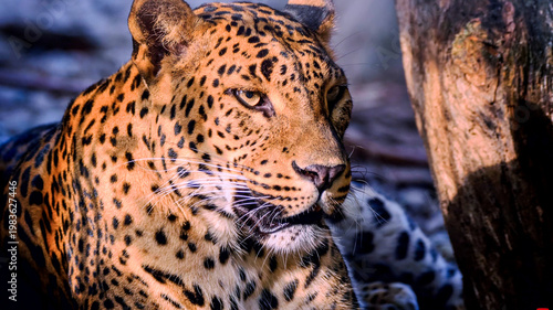 Photography Silent Strength: A Majestic Leopard Resting in the Shadows of the Wild