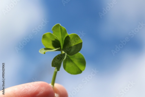 Green clover leaf in hand on sky background with copy space