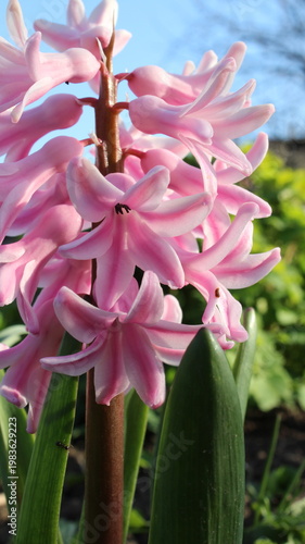 Pink hyacinth flower close up, spring floral background