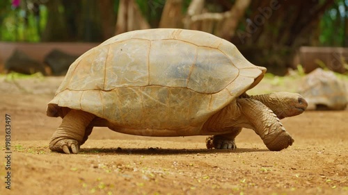 Giant tortoises, an endangered species. Mauritius island