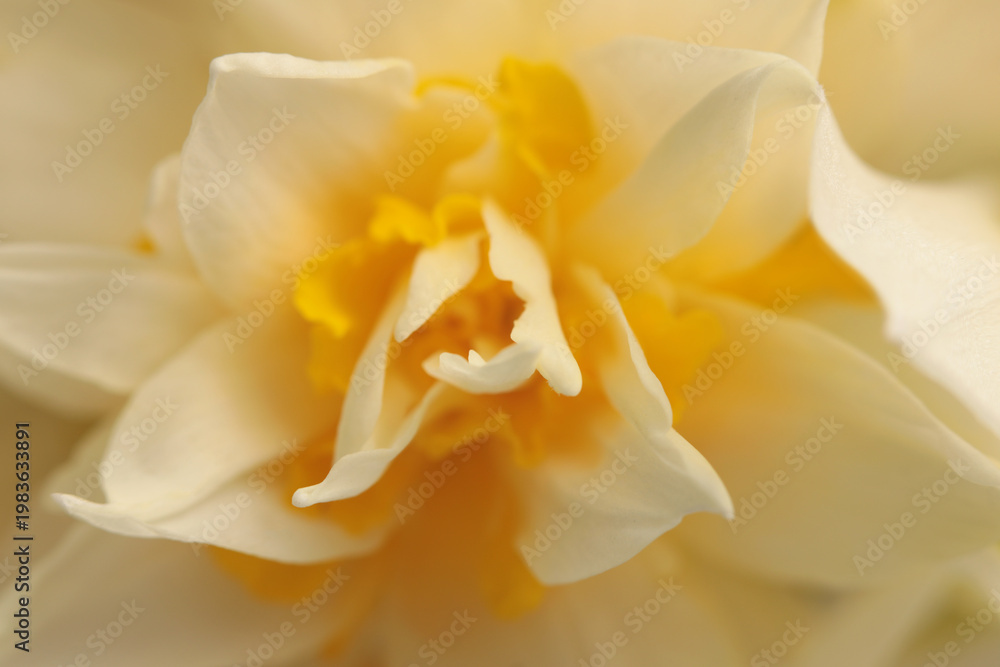 Obraz premium Smoke Close-up selective soft focus cream beige white, yellow Narcissus Flower bud, Petals. Natural art blur macro bbackground.