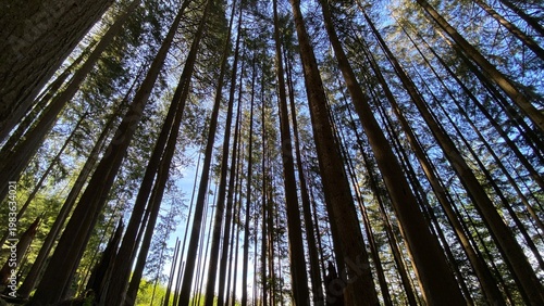 Tableau sur toile Vancouver Grouse Mountain forest - widescreen
