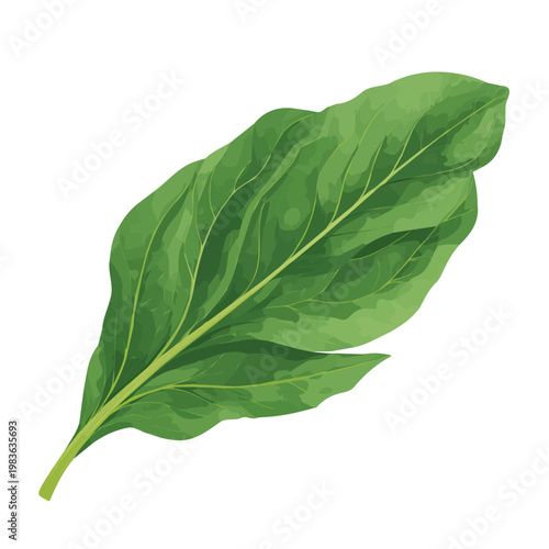 A simple and modern flat 2D vector of a Plantain Leaf, isolated on a pure white background.