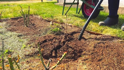 Gardener using a shovel to prepare soil for planting roses next to a wheelbarrow.