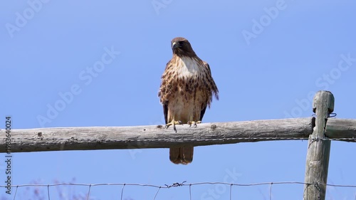Red-tailed Hawk sitting on a wood fence against the blue sky taking flight.