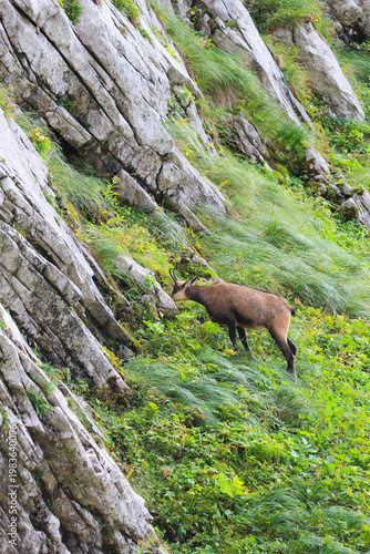 A Tatra chamois on a mountainside in the Tatra National Park