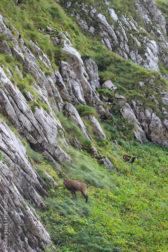 A Tatra chamois on a mountainside in the Tatra National Park