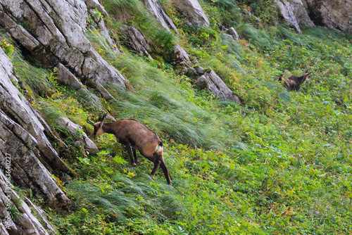 A Tatra chamois on a mountainside in the Tatra National Park