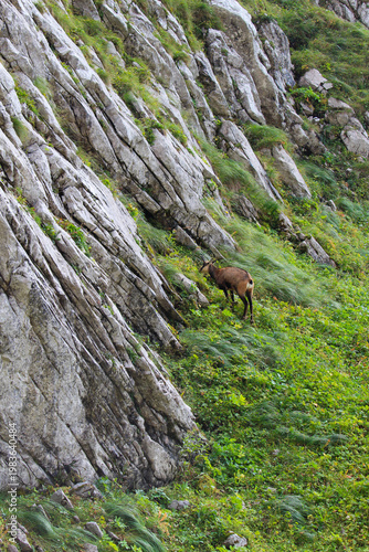 A Tatra chamois on a mountainside in the Tatra National Park