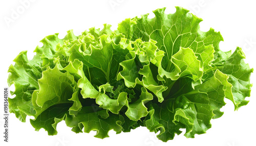 Fresh, bright green leafy lettuce, with crinkled edges, on a black background