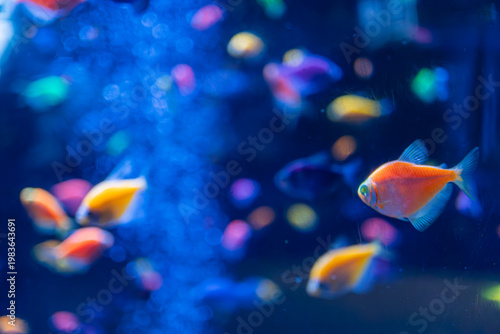 Foto Underwater scene with bright blue light, school of colorful fish swimming, dynam