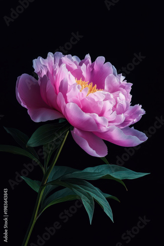 Pink peony blossom before black background
