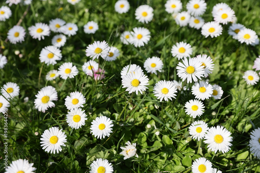 Fototapeta premium Floral field of wild Common Daisies (Bellis perennis) flowers in the natural environment in a beautiful spring day.