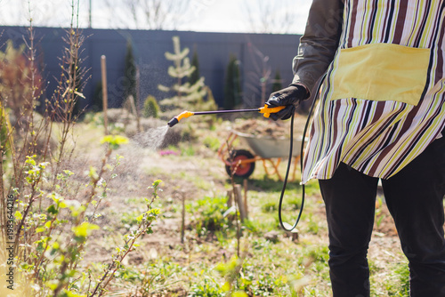 Spraying garden with fungicide insecticide fertilizer using sprayer tank to protect orchard. Gardening equipment