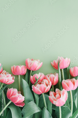 Bouquet of pink tulips on green background. Anniversary celebration concept.
