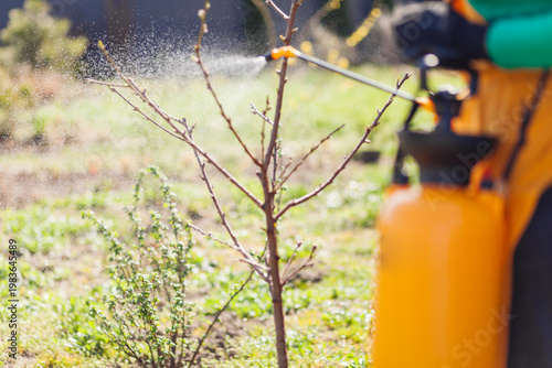 Fotografie Spraying garden with fungicide insecticide fertilizer using sprayer tank to protect orchard
