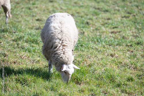 Sheep grazing in meadow