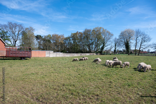 Sheep grazing in meadow