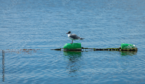 Seagull perched on floating buoy in calm blue water