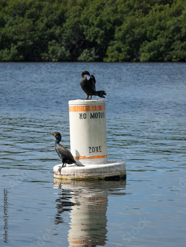 Cormorants perched on no motor zone buoy in calm water