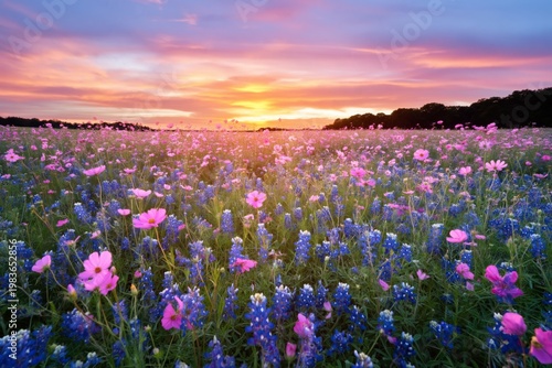 Colorful Flowers Bloom in a Field During Sunset in a Bright Sky