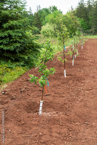 Newly planted row of young apple trees.