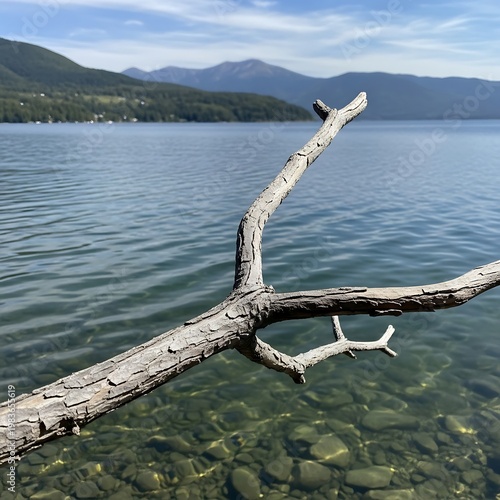 A dry branch extends over a clear lake, revealing a rocky bottom