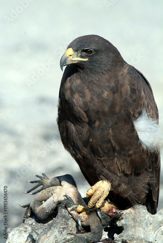 Galapagos Hawk with Marine Iguana Kill