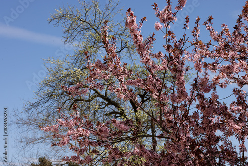 Pink blossoms fill the branches against a clear blue sky. Tree limbs stretch upward, some bare, some full. Spring's soft colors bloom in gentle abundance.