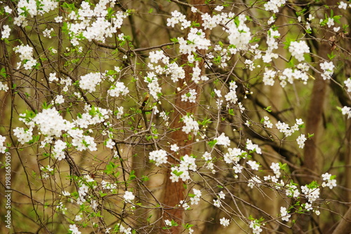 Poznań Cybina River Valley, protected nature area, spring view 1926