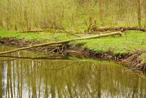 Poznań Cybina River Valley, protected nature area, spring view 1926