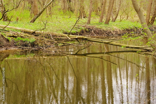 Poznań Cybina River Valley, protected nature area, spring view 1926