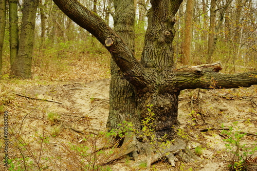 Poznań Cybina River Valley, protected nature area, spring view 1926