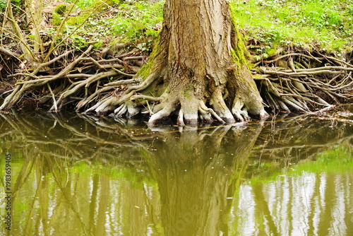 Poznań Cybina River Valley, protected nature area, spring view 1926