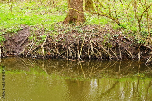 Poznań Cybina River Valley, protected nature area, spring view 1926
