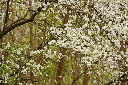 Poznań Cybina River Valley, protected nature area, spring view 1926