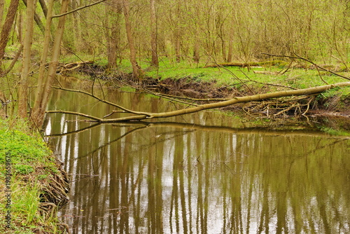 Poznań Cybina River Valley, protected nature area, spring view 1926
