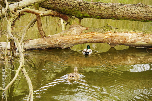 Poznań Cybina River Valley, protected nature area, spring view 1926