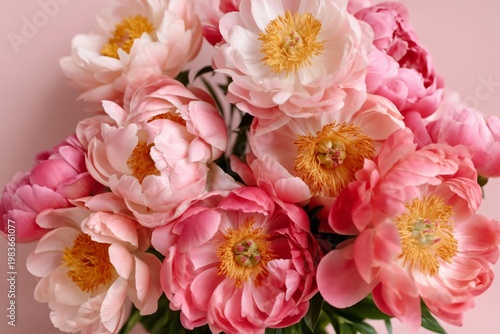 Beautiful Peonies Arranged in a Bouquet on a Plain Background in Natural Light