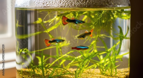 Small colorful guppy fish swimming inside a green planted aquarium