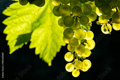 Grapes backlit by the afternoon sun, Marlborough, New Zealand.