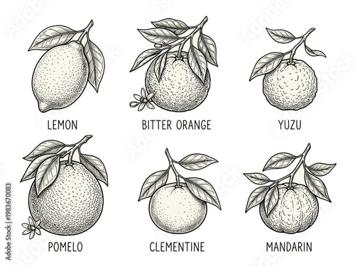 Minimalist line art citrus fruit collection: lemon, yuzu, pomelo, clementine, and bitter orange