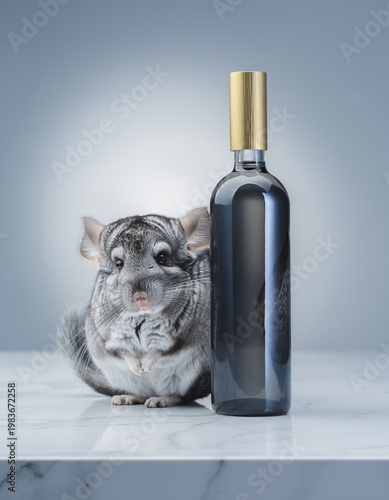 Fluffy grey chinchilla next to sleek dark bottle