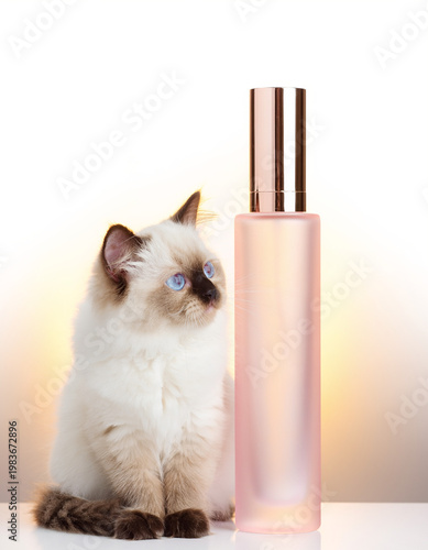Fluffy seal point ragdoll kitten with frosted pink bottle