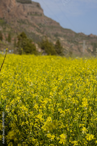 yellow rape field