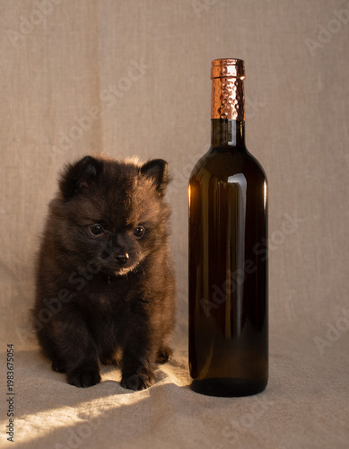 Miniature fluffy black Schipperke puppy and glass bottle on linen