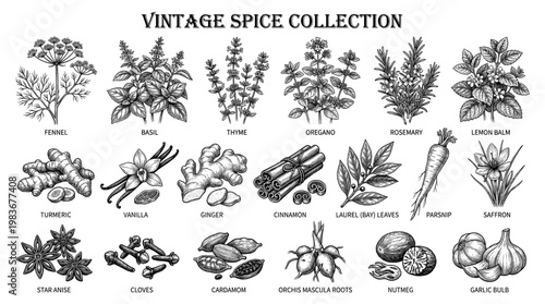 Vintage spice and herb collection cinnamon ginger vanilla garlic saffron