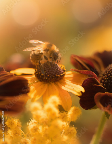 Macro shot of bumblebee on black-eyed susans with mimosa and cosmos